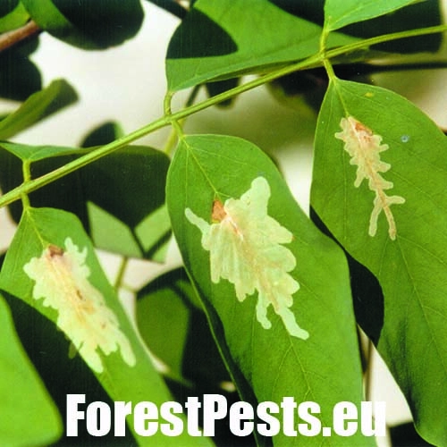 Psotka ag&aacute;tov&aacute; 