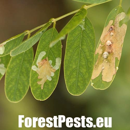 Psotka ag&aacute;tov&aacute; 