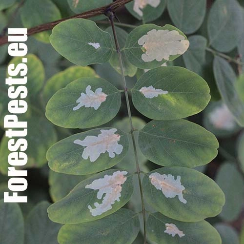 Psotka ag&aacute;tov&aacute; 