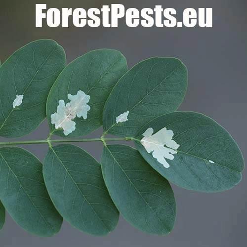 Psotka ag&aacute;tov&aacute; 