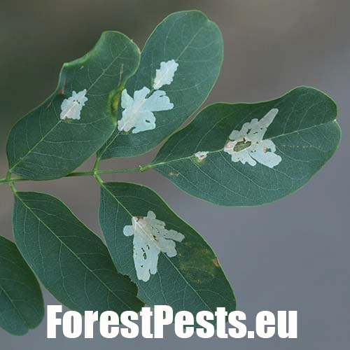 Psotka ag&aacute;tov&aacute; 