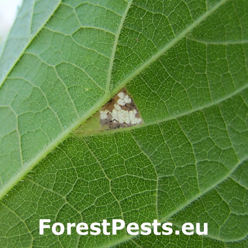 Psotka Caloptilia fidella