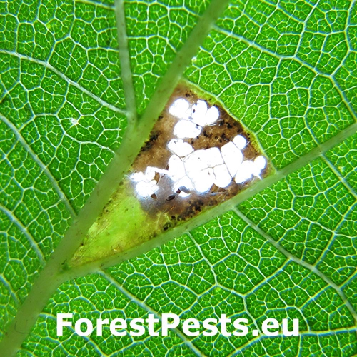 Psotka Caloptilia fidella