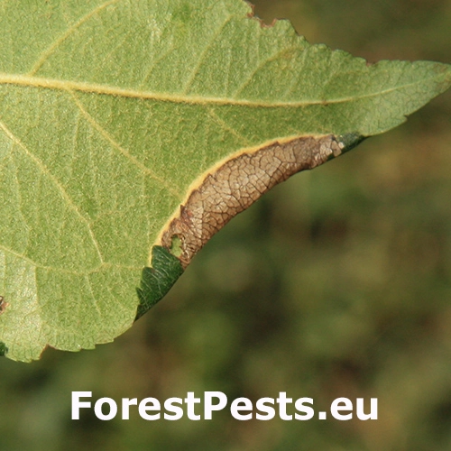 Psotka jabloňov&aacute;