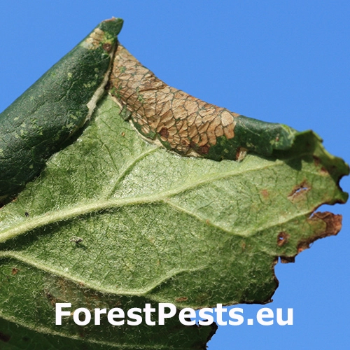 Psotka jabloňov&aacute;