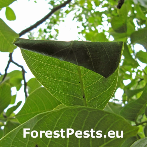 Psotka orechov&aacute;