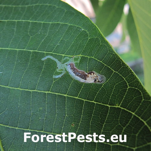 Psotka orechov&aacute;