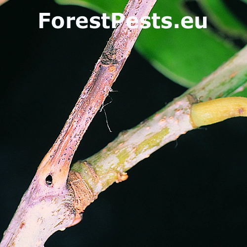 Psotka Stenolechia gemmella