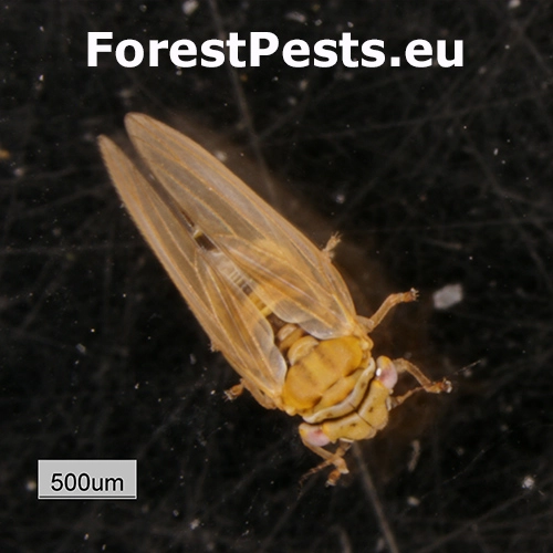 Psyla Ctenarytaina spatulata