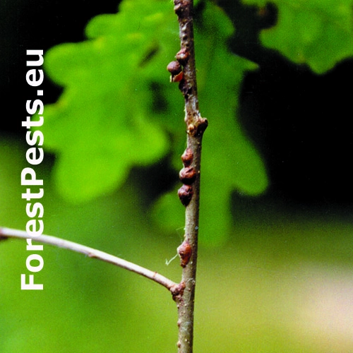 Puklica dubov&aacute;