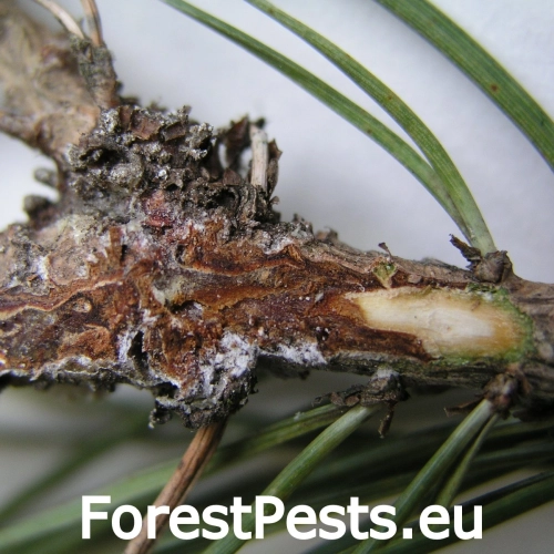 Pyknidovka beľov&aacute;