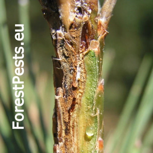 Pyknidovka beľov&aacute;