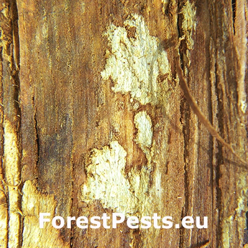 Rakovina k&ocirc;ry ga&scaron;tana