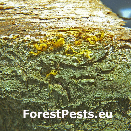 Rakovina k&ocirc;ry ga&scaron;tana