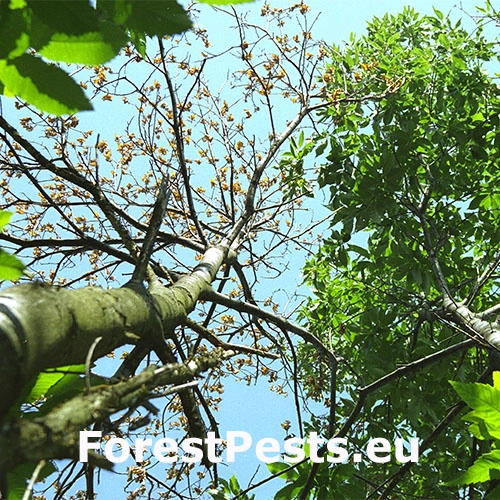 Rakovina k&ocirc;ry ga&scaron;tana