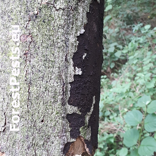 Rakovina k&ocirc;ry javora