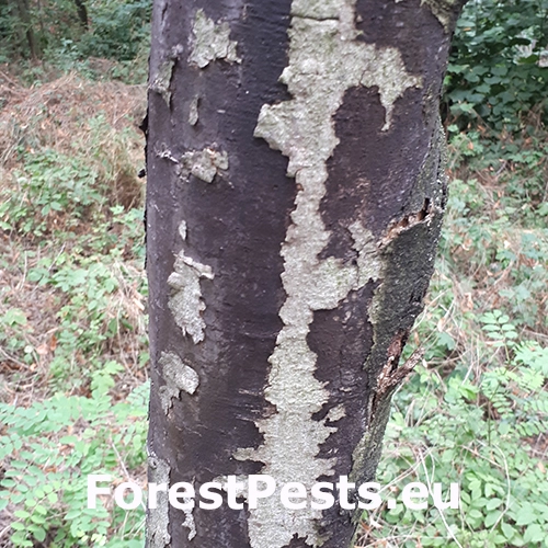 Rakovina k&ocirc;ry javora