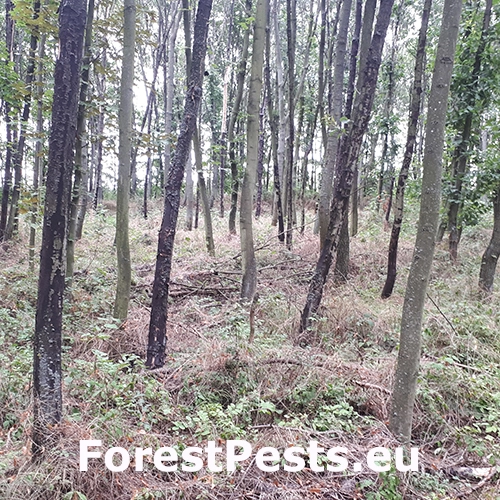 Rakovina k&ocirc;ry javora