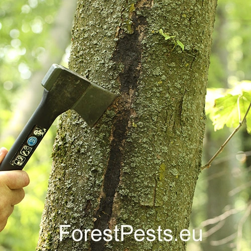 Rakovina k&ocirc;ry javora