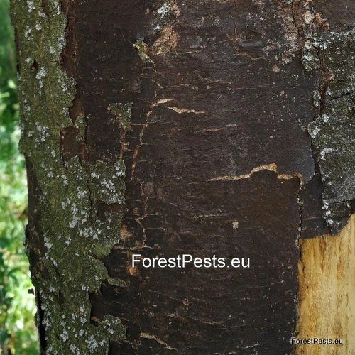 Rakovina k&ocirc;ry javora