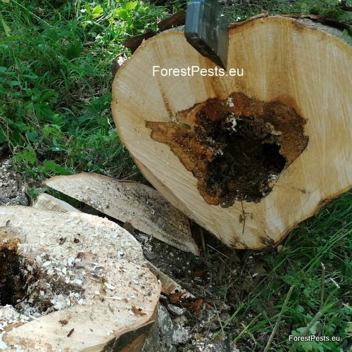 Rakovina k&ocirc;ry javora