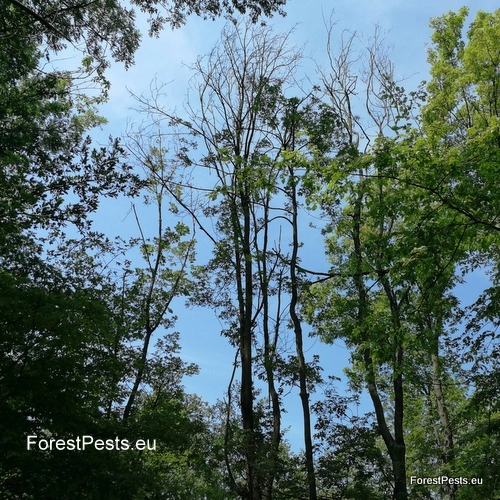 Rakovina k&ocirc;ry javora