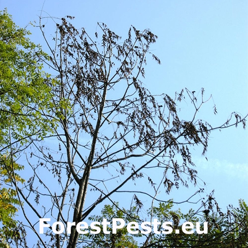 Rakovinov&eacute; ochorenie orecha