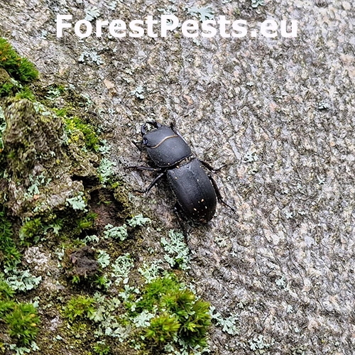 Roháčik obyčajný