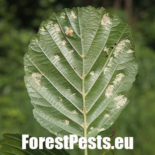 Roztoč Aceria brevitarsa brevitarsa