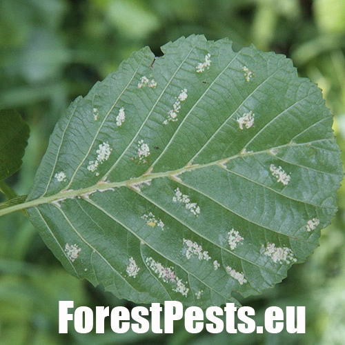 Roztoč Aceria brevitarsa brevitarsa