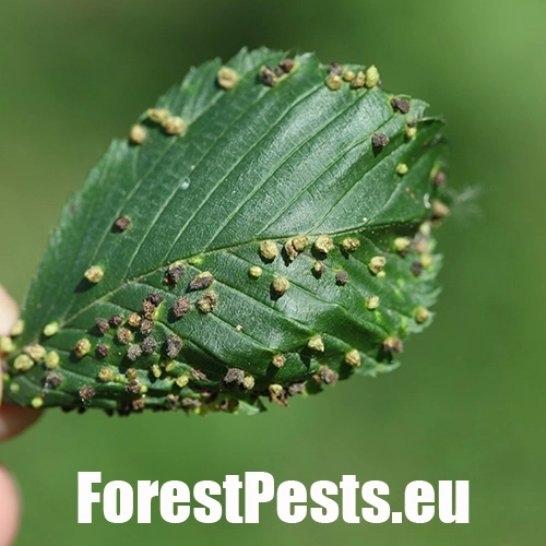 Roztoč Aceria campestricola