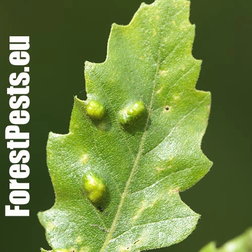 Roztoč Aceria cerreus