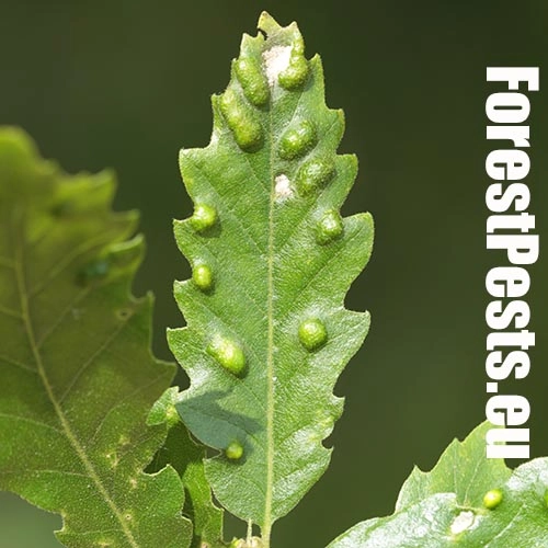 Roztoč Aceria cerreus