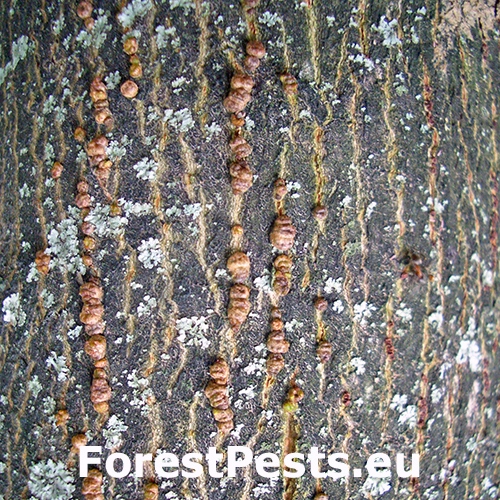 Roztoč Aceria heteronyx