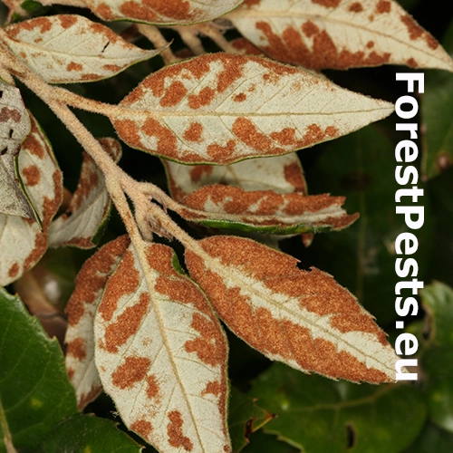 Roztoč Aceria ilicis