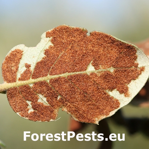 Roztoč Aceria ilicis