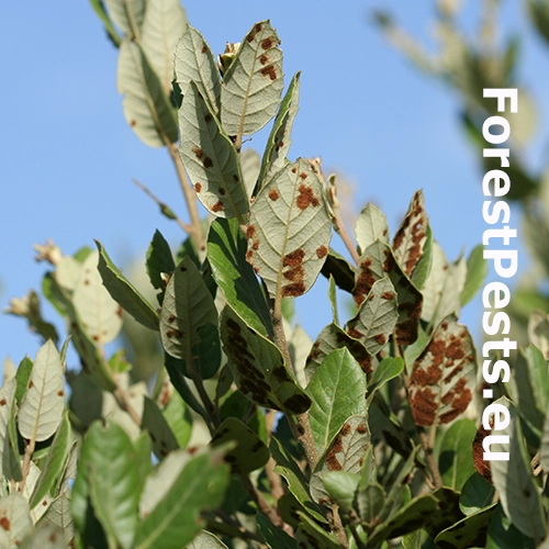 Roztoč Aceria ilicis