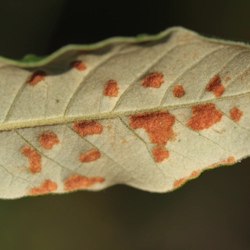 Roztoč Aceria ilicis