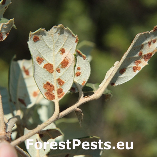 Roztoč Aceria ilicis