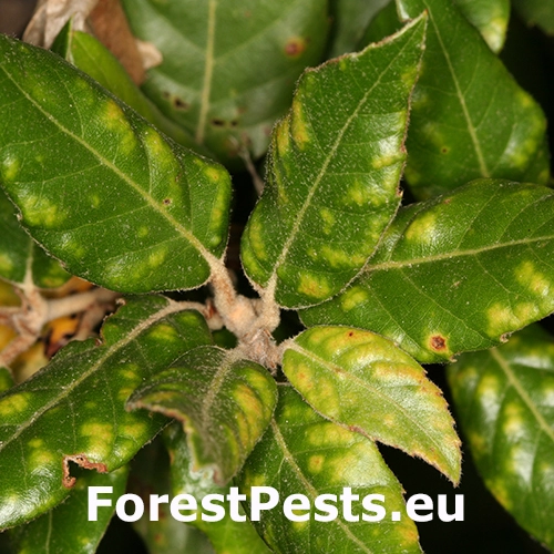 Roztoč Aceria ilicis