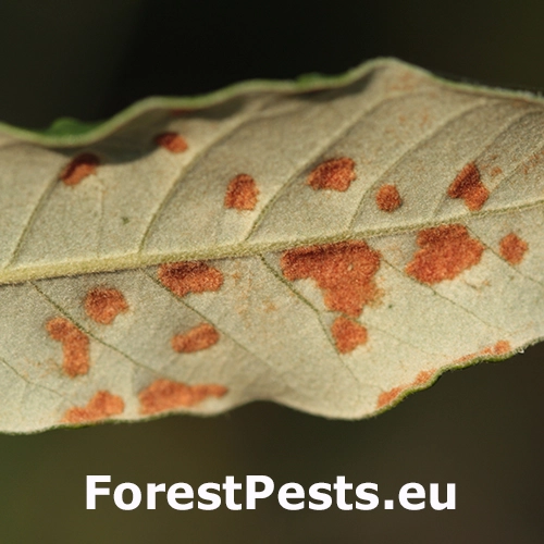 Roztoč Aceria ilicis