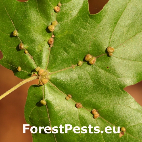 Roztoč Aceria macrochela 