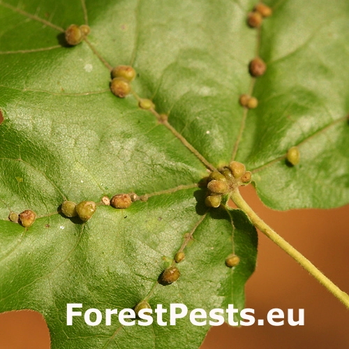 Roztoč Aceria macrochela 