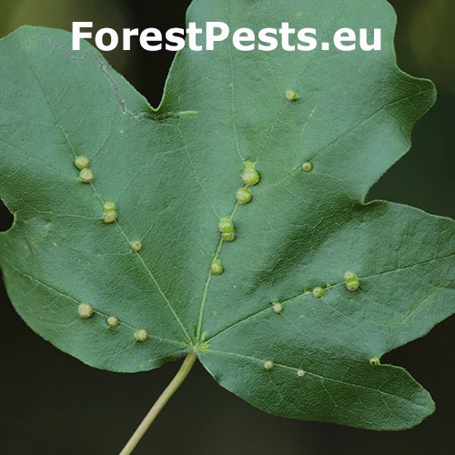 Roztoč Aceria macrochela 