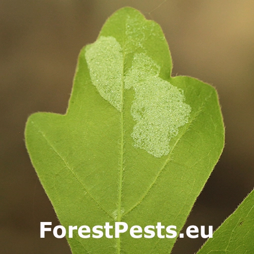 Roztoč Aceria macrocheluserinea