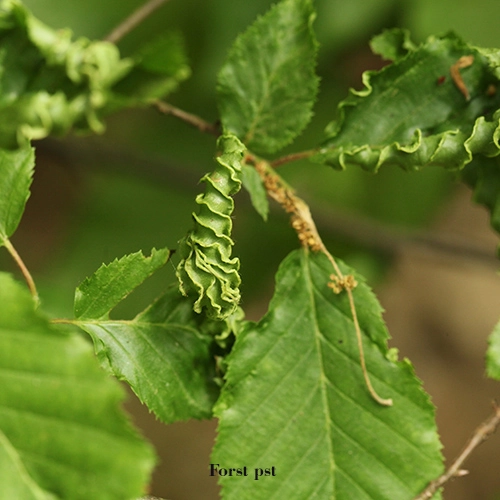 Roztoč Aceria macrotrichus