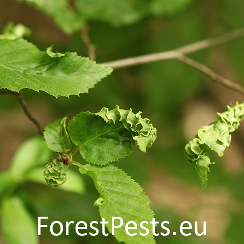 Roztoč Aceria macrotrichus