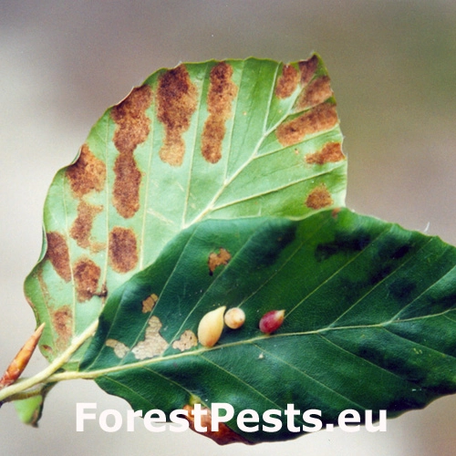 Roztoč Aceria nervisequa faginea