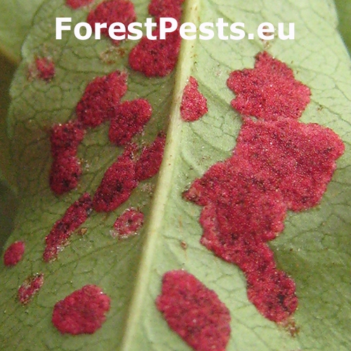 Roztoč Aceria pyracanthi