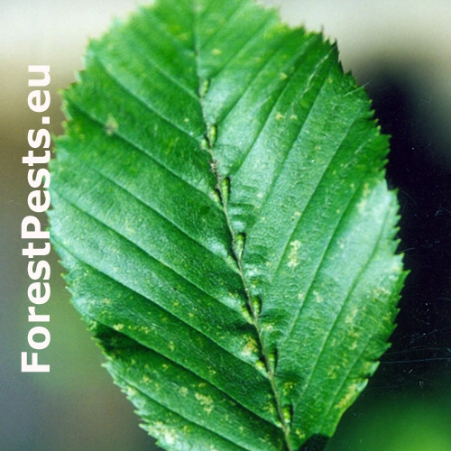 Roztoč Aceria tenellus